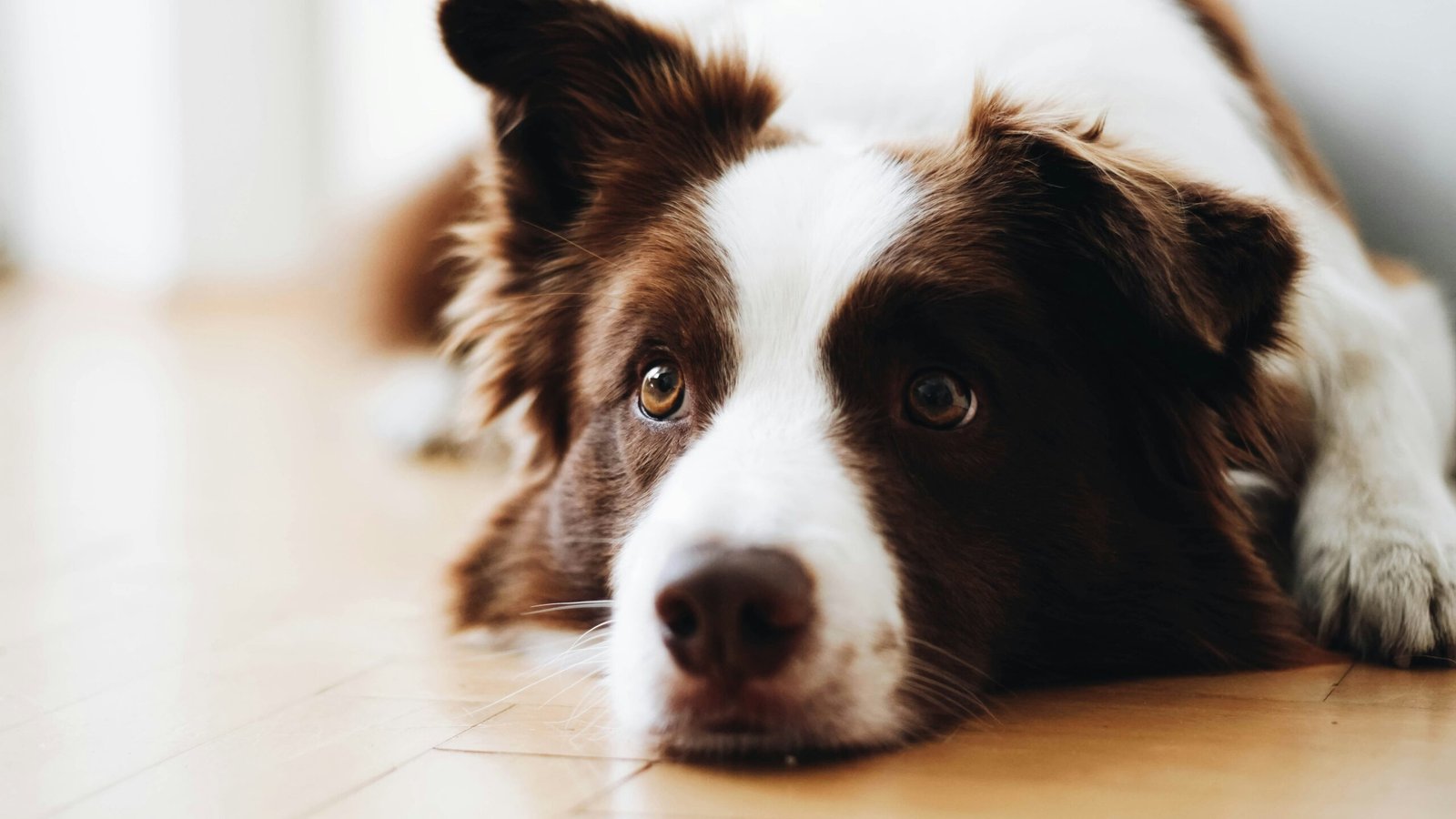 Why Does My Dog Keep Hacking? Causes and Warning Signs