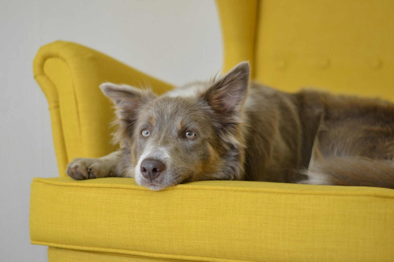 How to Get Dog Smell Out of Couch Complete Odor Removal Guide
