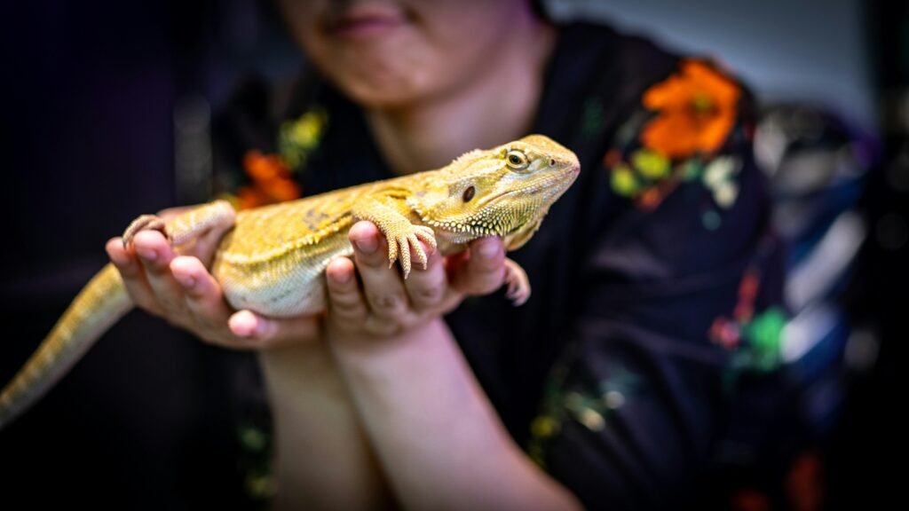 Why is my bearded dragons mouth open with normal gaping explained