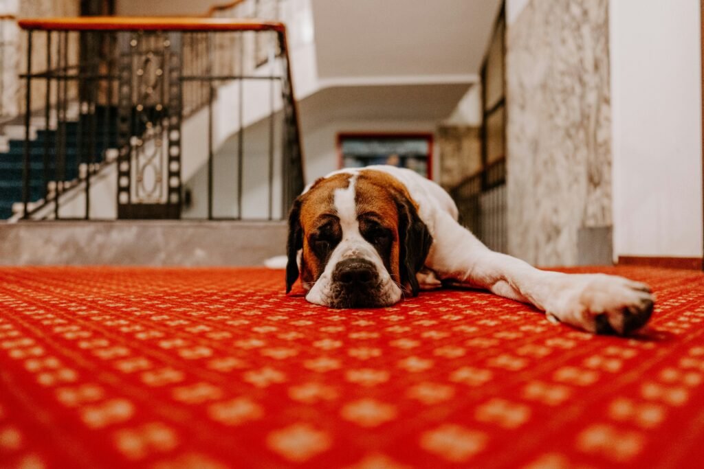 How to Get Urine Smell Out of Carpet A Complete, Pro-Backed Guide covers deep cleaning, odor neutralizing, enzyme cleaners, stain treatment, carpet care, and prevention tips.