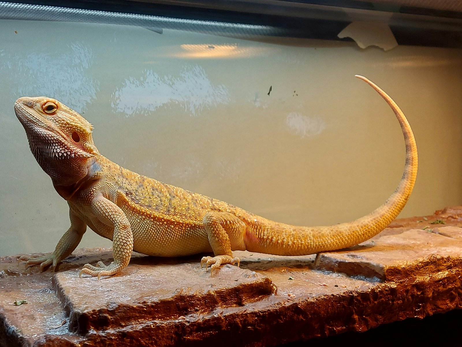 Why Is My Bearded Dragons Mouth Open? Normal Gaping vs. Health Problems