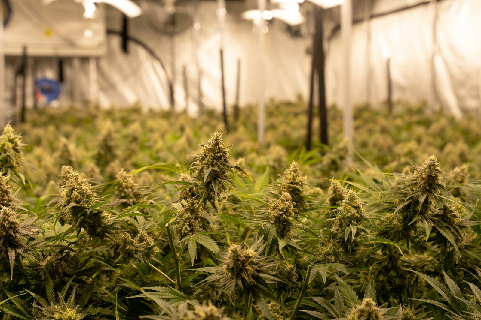 Lit Weed Brand Is LIT Farms Legit? Fascinating Facts, Reviews & Key Details