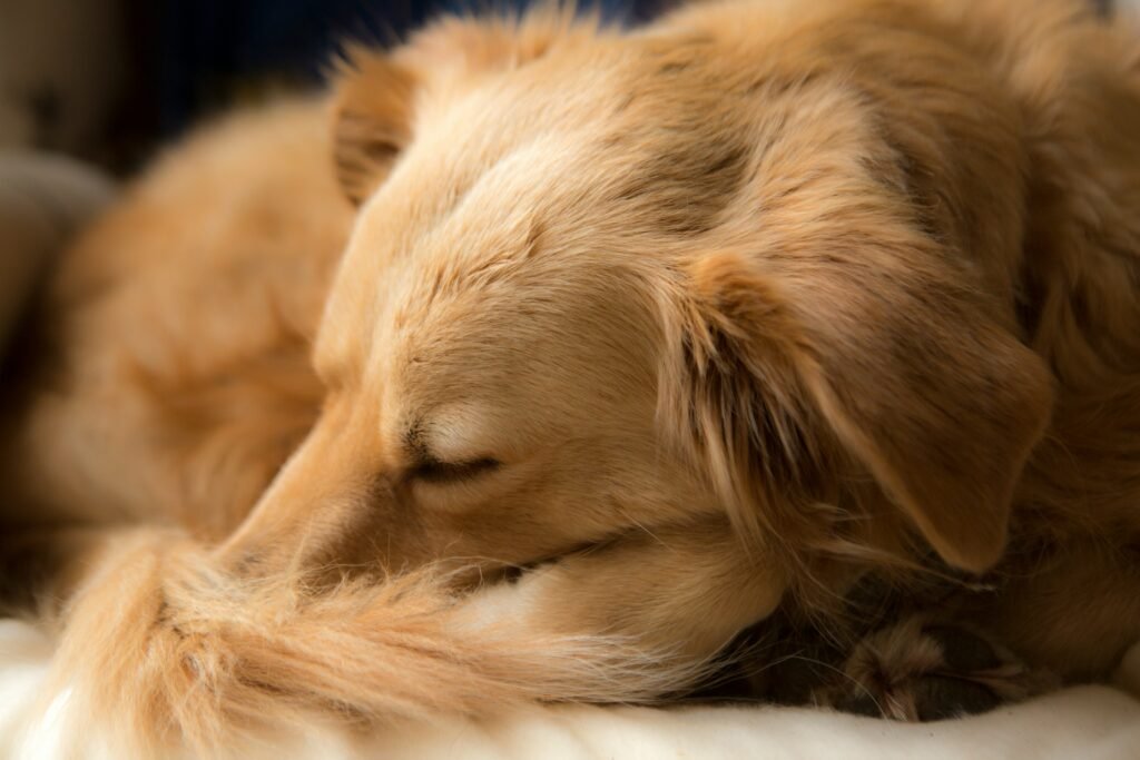Why Does My Dog Sleep With His Eyes Open? Normal Behavior, Warning Signs & Causes covering dog sleep habits, REM sleep, eye movements, seizures, and warning symptoms.