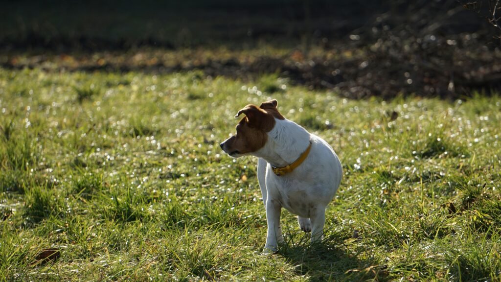 Why Would a Dog Poop Blood? Critical Causes, Warning Signs & What to Do covering blood in dog stool, digestive issues, parasites, infections, and warning symptoms.