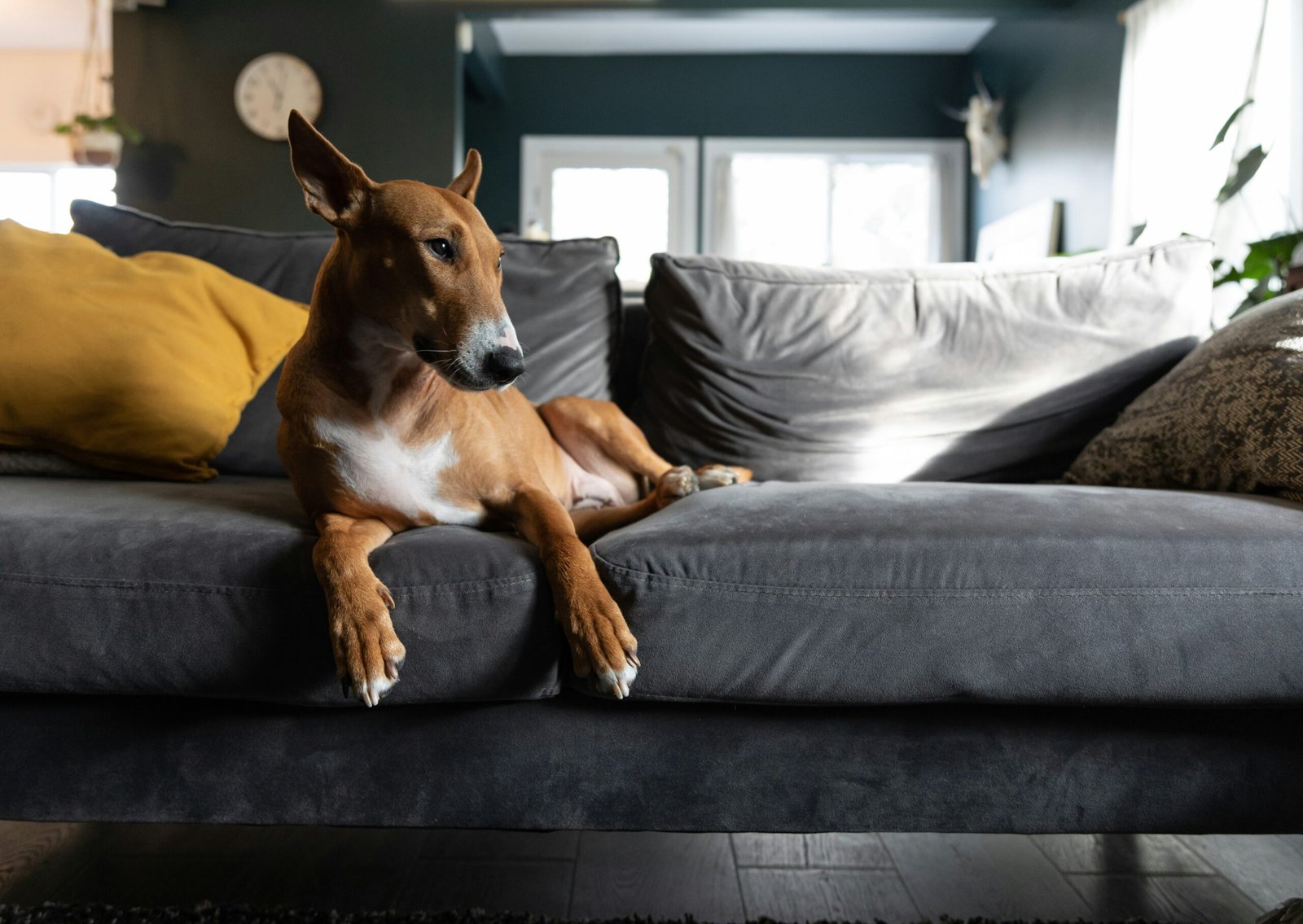 How to Get Urine Smell Out of Couch A Practical Cleaning Guide