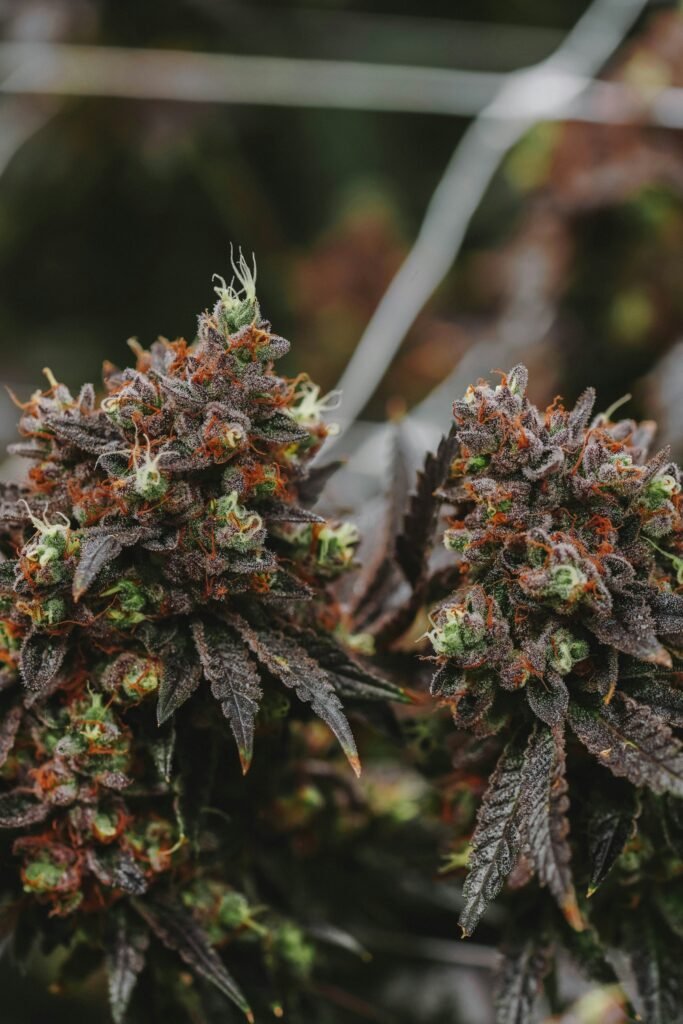 Lit Weed Brand Is LIT Farms Legit? Fascinating Facts, Reviews & Key Details guide featuring LIT Farms, brand history, products, customer reviews, and essential facts.
