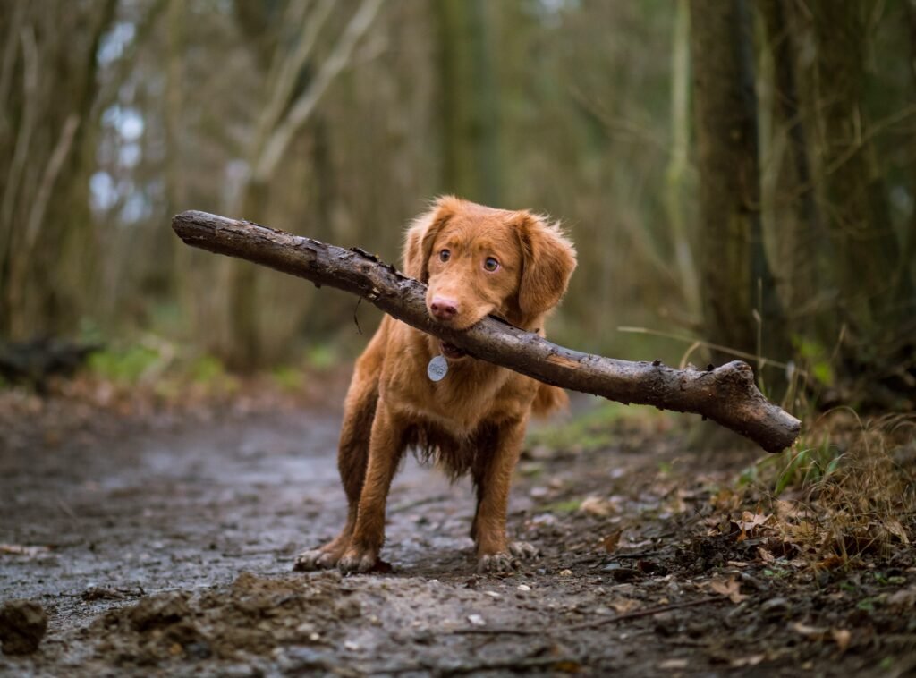 Why Does My Dog Keep Hacking? Causes and Warning Signs guide to dog coughing, airway irritation, respiratory infections, allergies, and veterinary care.