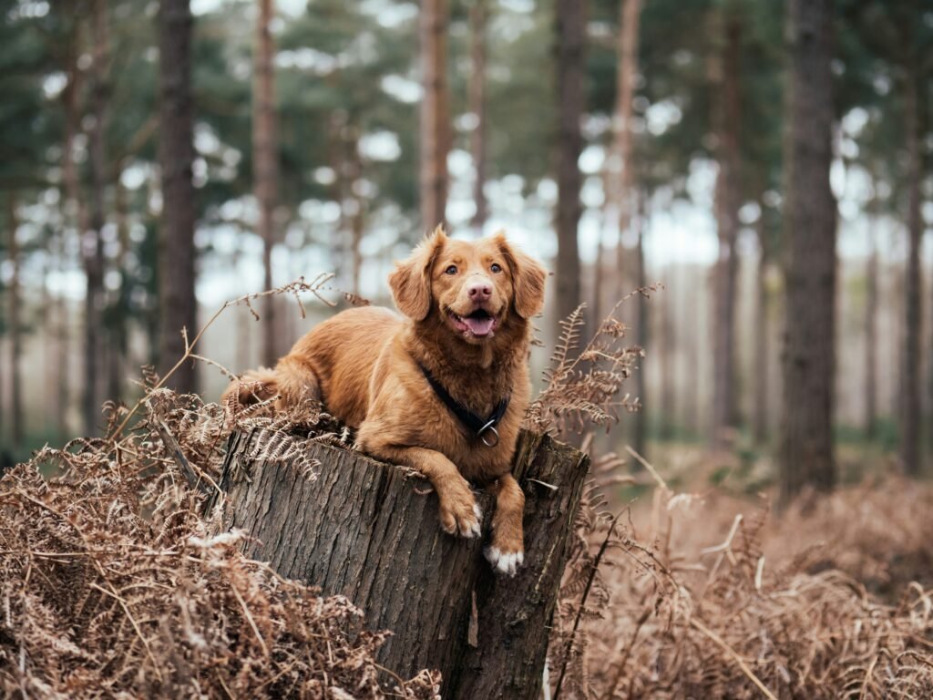 Why Does My Dog Keep Hacking? Causes and Warning Signs covering persistent coughing, kennel cough, allergies, infections, and respiratory warning signs.