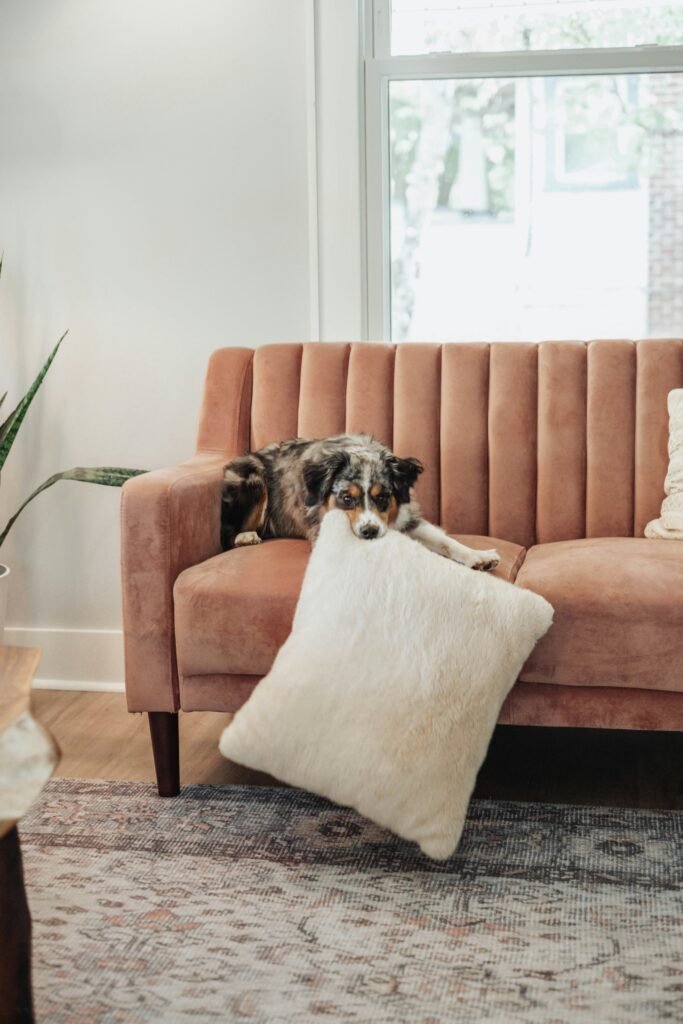 How to Get Dog Smell Out of Couch Complete Odor Removal Guide covering pet odor removal, couch cleaning, upholstery treatment, deodorizing, and furniture care.
