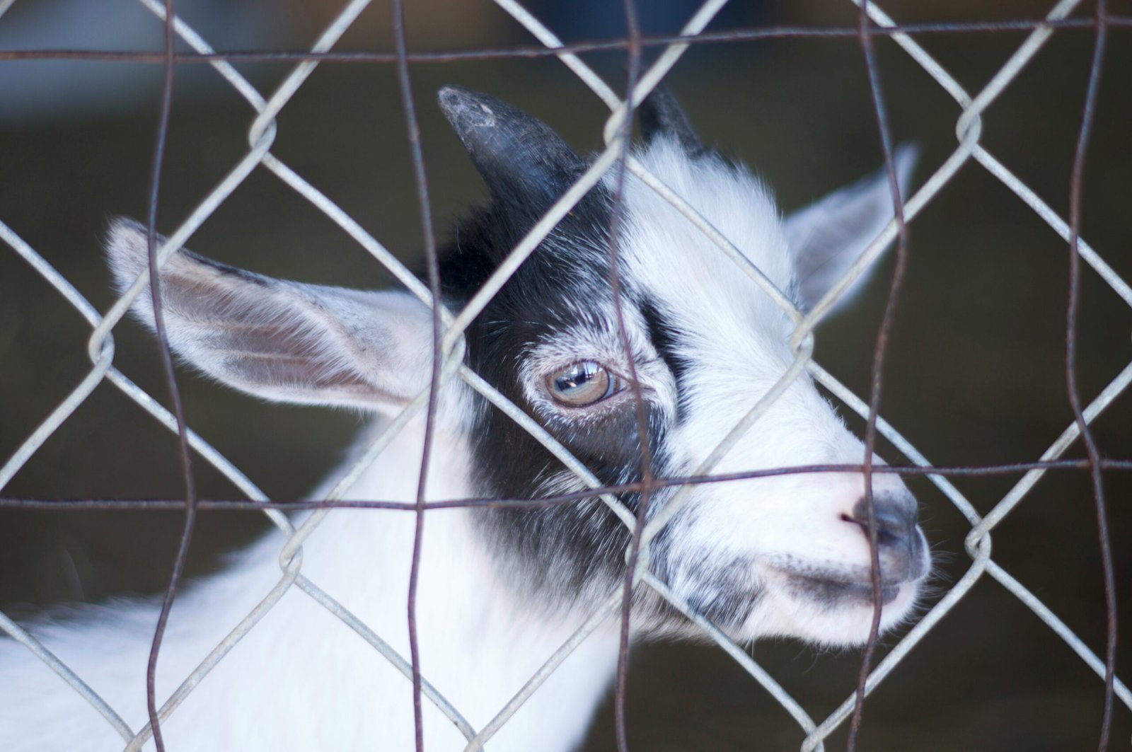 Why Is Animal Euthanasia Wrong? Essential Ethics, Moral Dilemmas & Key Facts