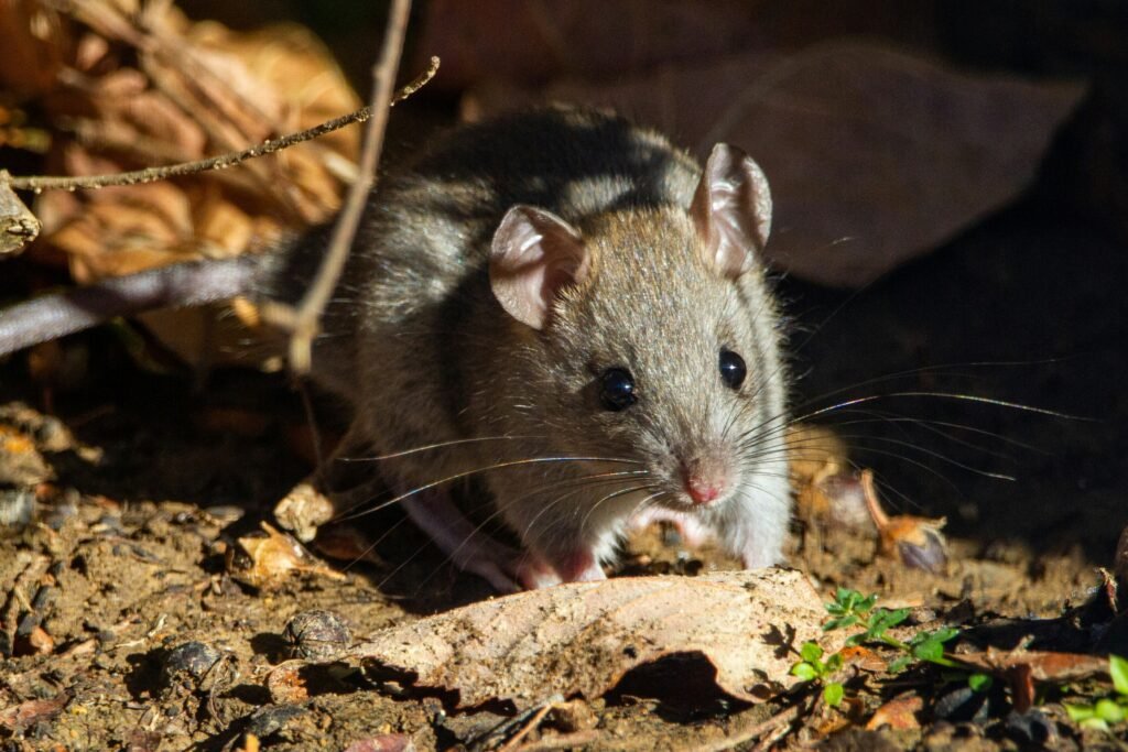 How to Get Mice Out of Walls Practical Steps to Find, Remove, and Prevent Them showing mouse detection, wall entry points, traps, sealing methods, and prevention.