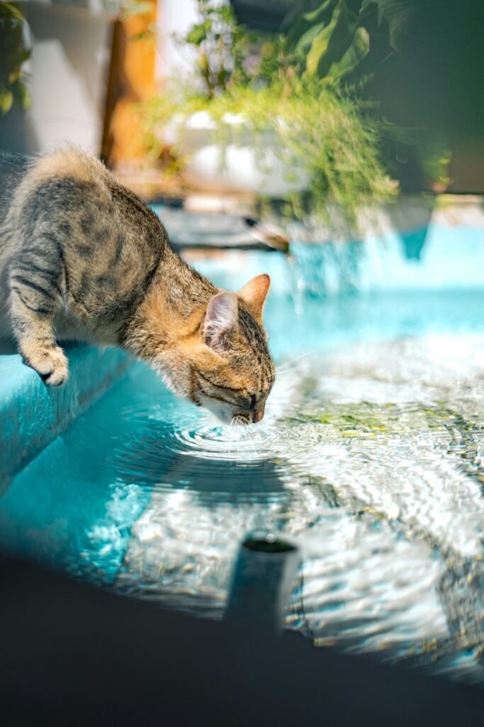 Why Is My Male Cat Drinking So Much Water? guide to excessive thirst, kidney conditions, diabetes, urinary concerns, hydration, and vet care.