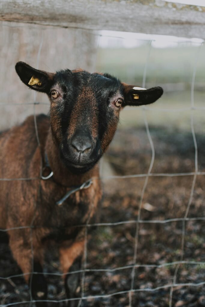 Why Is Animal Euthanasia Wrong? Essential Ethics, Moral Dilemmas & Key Facts guide to animal welfare, ethical debates, humane care, suffering, and end-of-life choices.