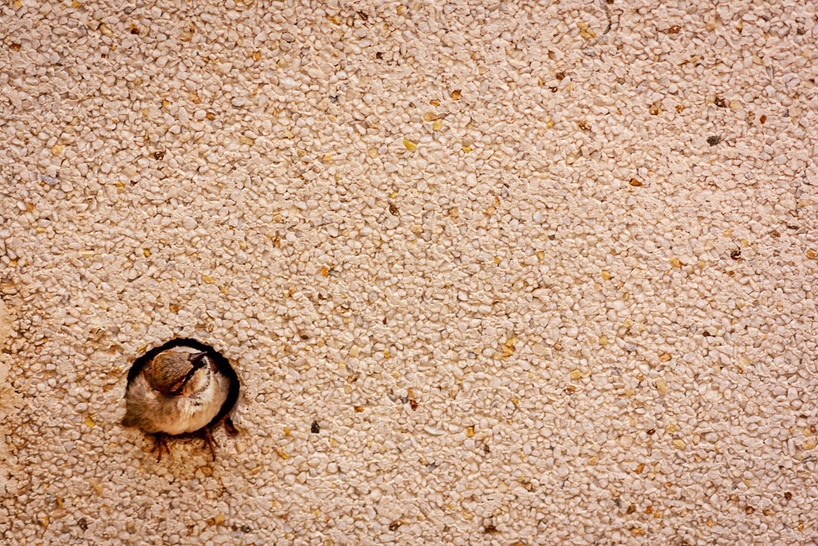 How to Get Gum Out of Carpet Safe Methods for Removing Sticky Residue