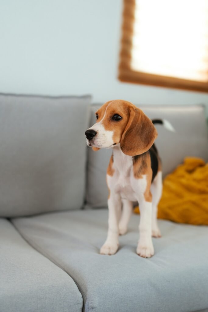 How to Get Dog Smell Out of Couch Complete Odor Removal Guide guide to dog odor removal, upholstery cleaning, deodorizing, fabric care, and couch maintenance.
