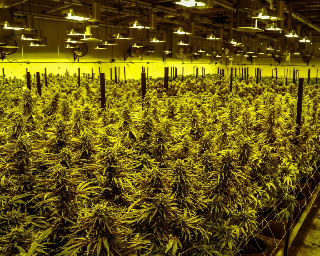 Lit Weed Brand Is LIT Farms Legit? Fascinating Facts, Reviews & Key Details covering LIT Farms, product information, brand reputation, reviews, and facts.