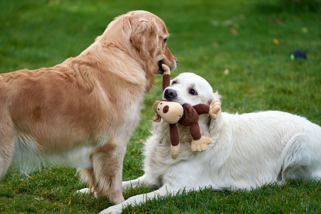 Why do dogs hide their treats and common reasons for this behavior