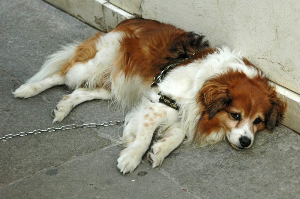 Why do dogs hide their treats in blankets furniture or the yard