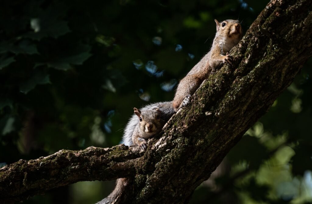 How to get squirrels out of attic with safe wildlife removal methods