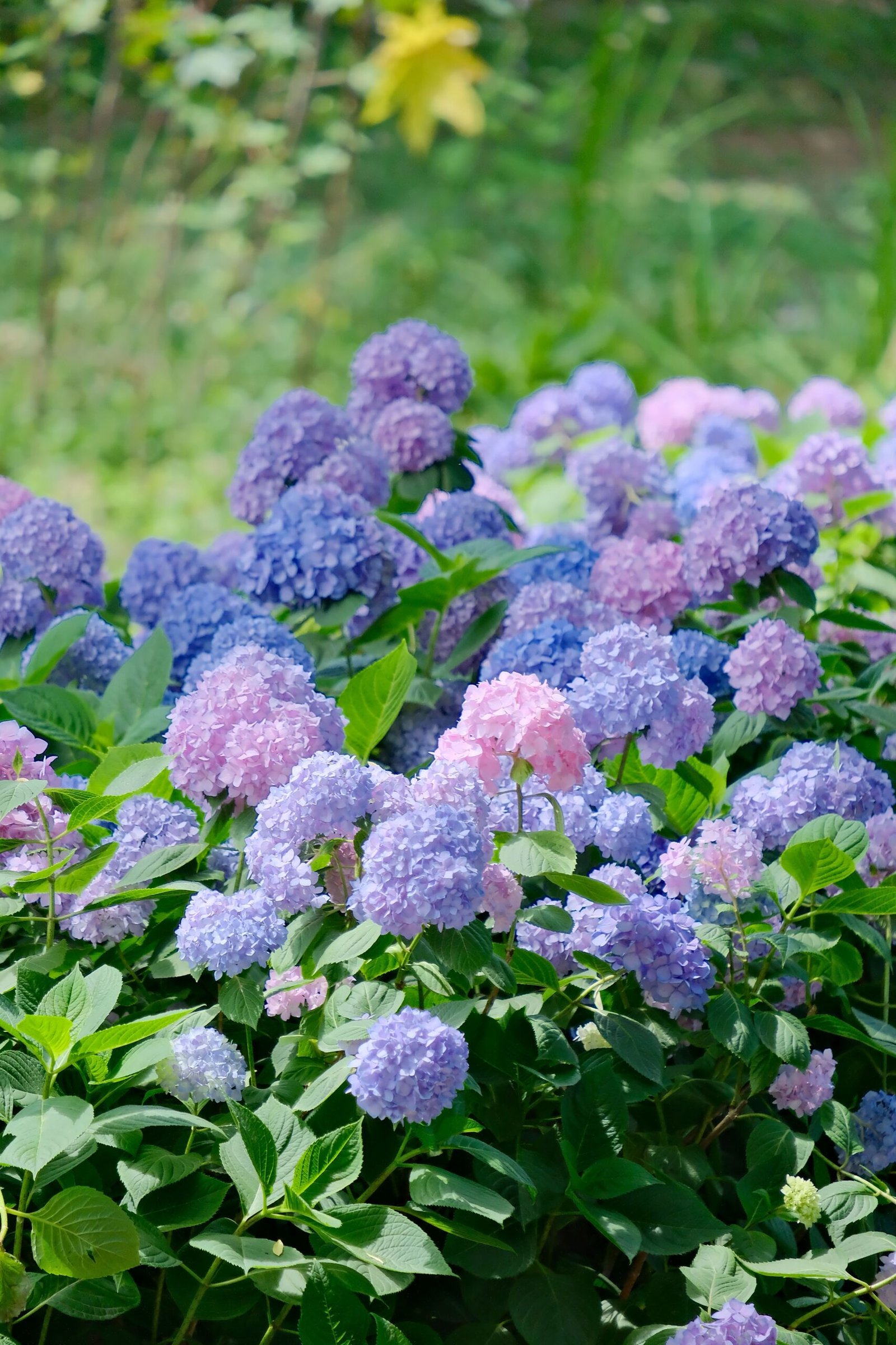 Why Are My Hydrangeas Not Blooming? 9 Proven Fixes for Beautiful Flowers