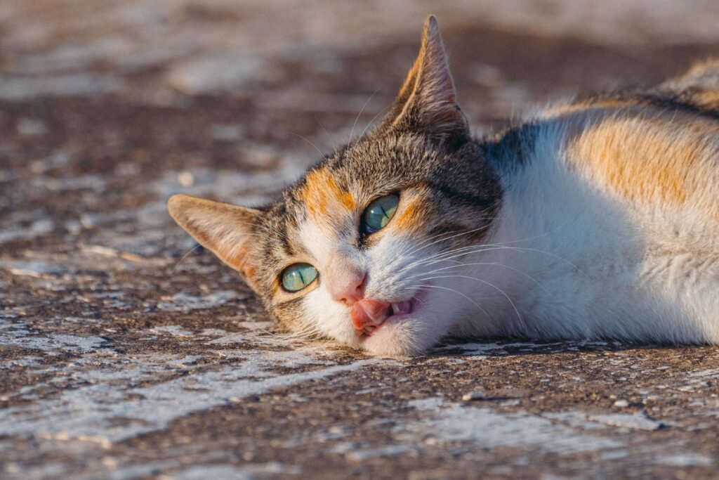 Why does my cat keep throwing up her food after eating