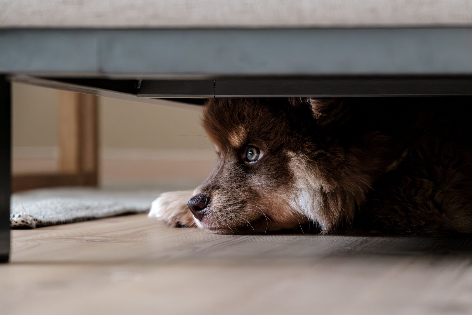 Why Do Dogs Hide Their Treats? Amazing Reasons Behind This Curious Behavior
