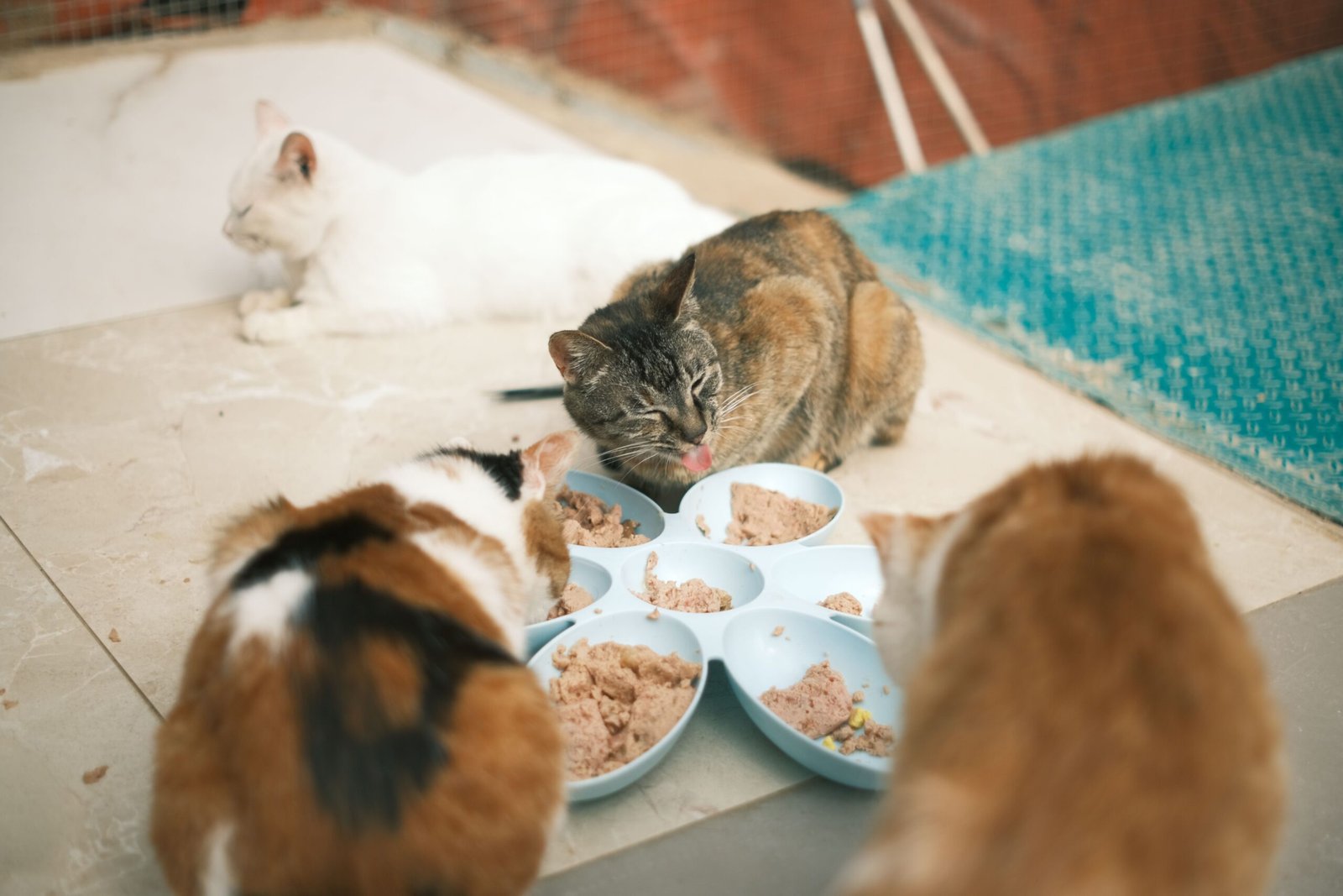 Why Does My Cat Keep Throwing Up Her Food? Causes, Warning Signs, and What to Do