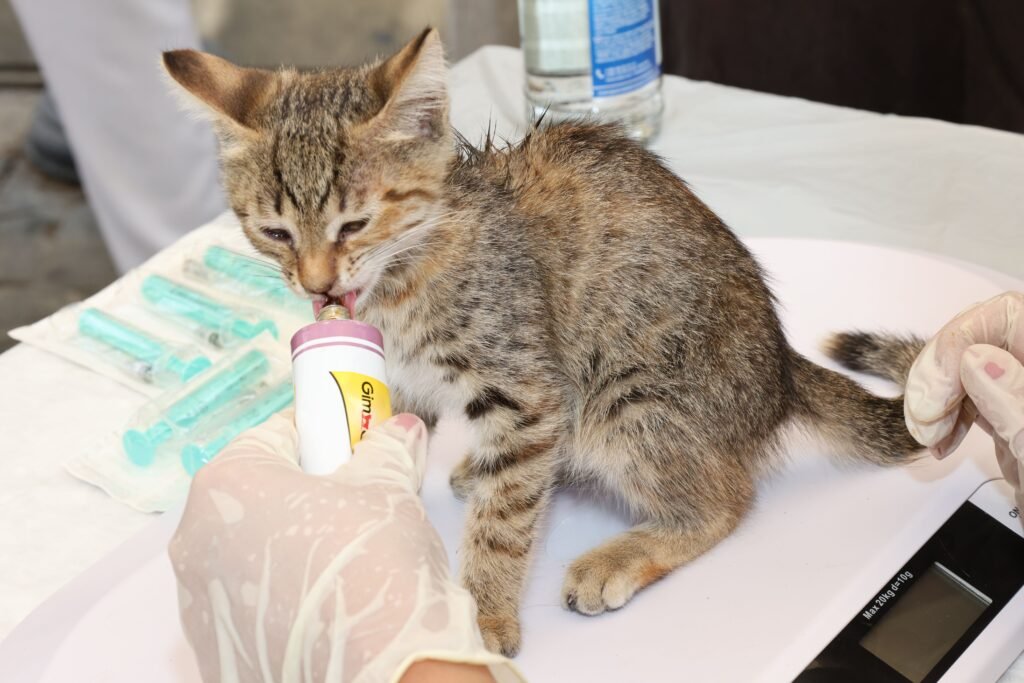 Why does my cat keep throwing up her food and when to see a vet