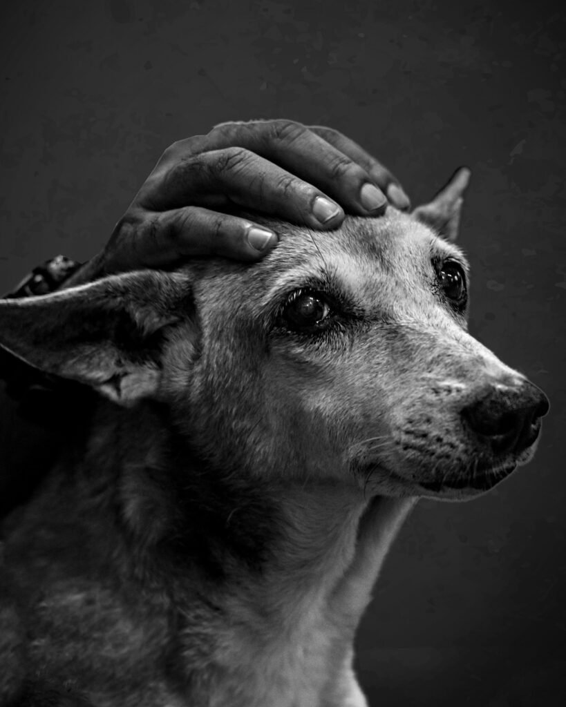 Why Is Animal Euthanasia Wrong? Essential Ethics, Moral Dilemmas & Key Facts covering animal rights, suffering, veterinary ethics, quality of life, and moral dilemmas.