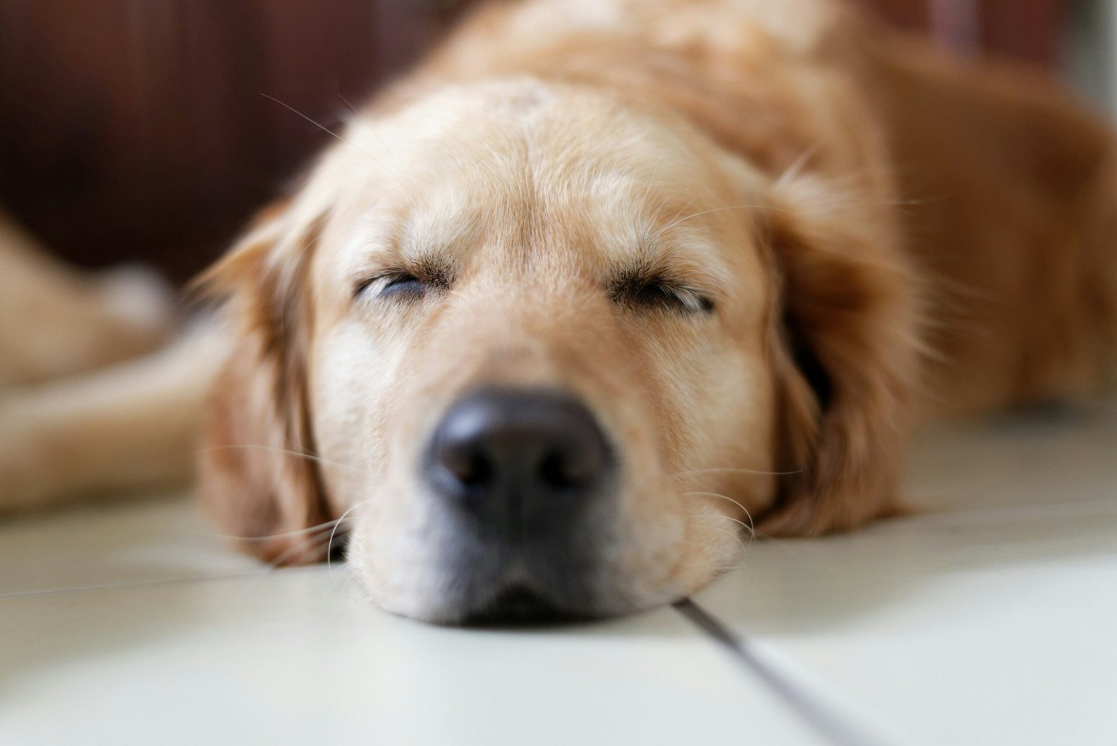 Why Does My Dog Sleep With His Eyes Open? Normal Behavior, Warning Signs & Causes