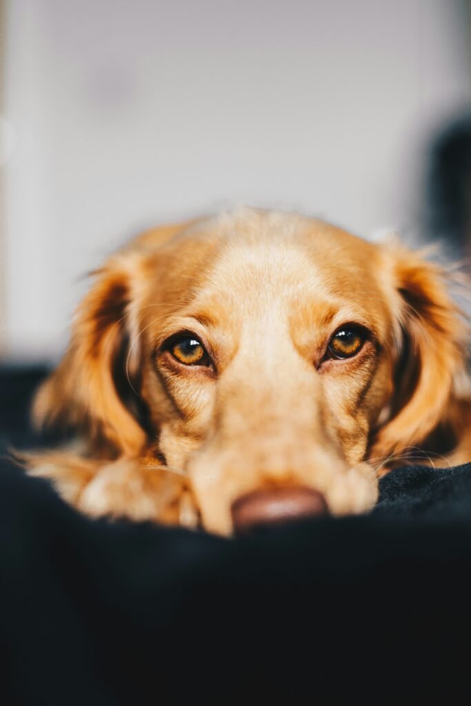 Why Does My Dog Sleep With His Eyes Open? Normal Behavior, Warning Signs & Causes guide to canine sleep, dreaming, open eyes, seizure warning signs, and healthy sleep behavior.