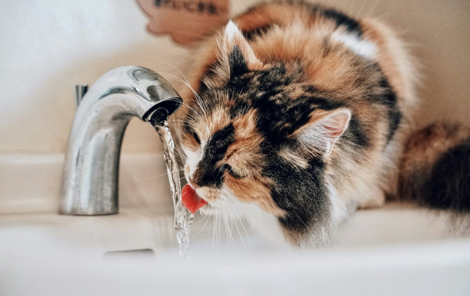 Why Is My Male Cat Drinking So Much Water? Causes, Warning Signs, and What to Do