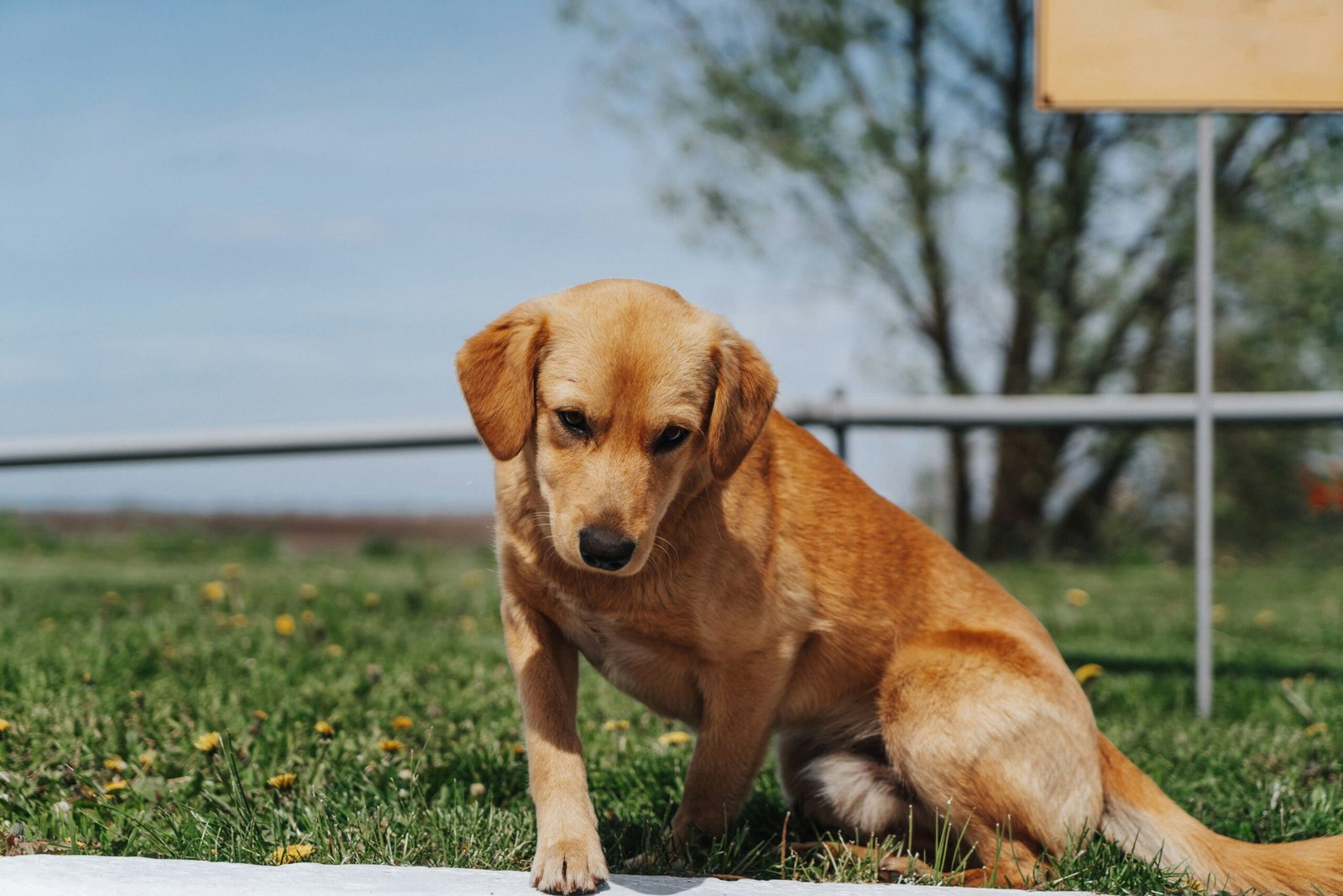 Why Would a Dog Poop Blood? Critical Causes, Warning Signs & What to Do