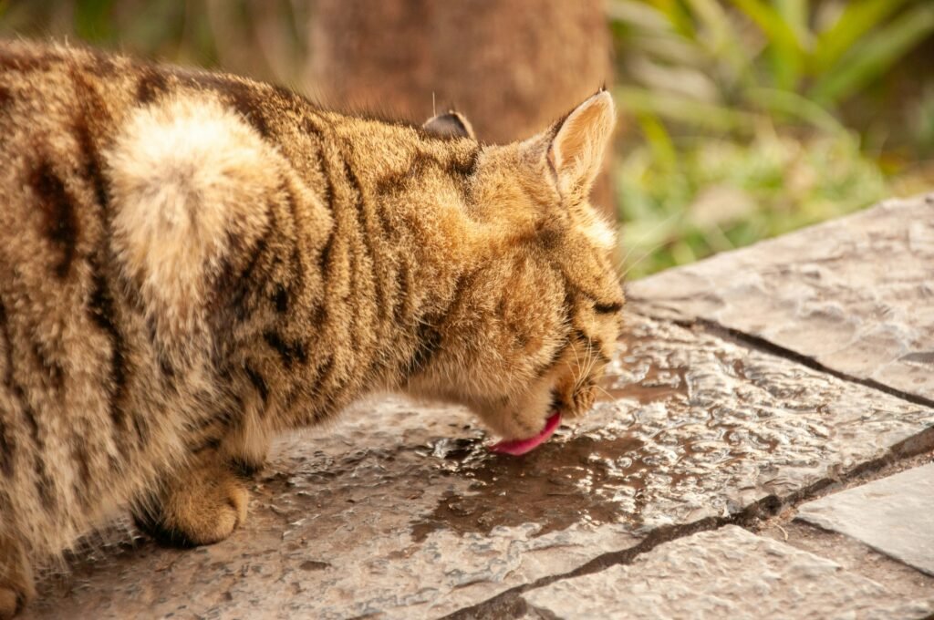 Why Is My Male Cat Drinking So Much Water? covering excessive drinking, kidney health, diabetes, urinary issues, diet, and warning signs.
