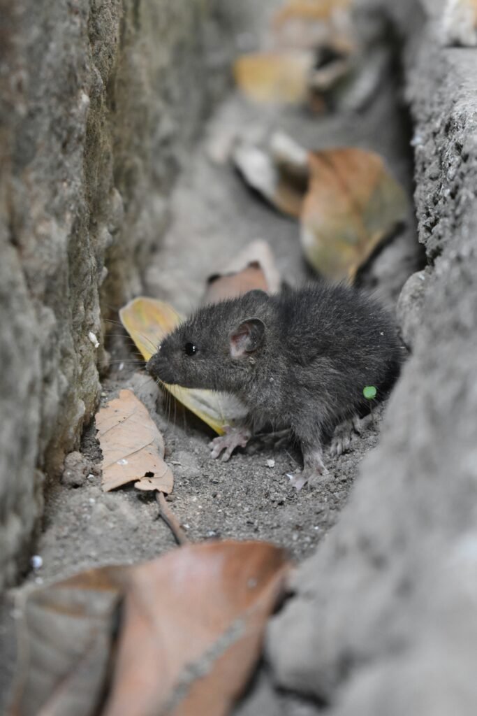 How to Get Mice Out of Walls Practical Steps to Find, Remove, and Prevent Them guide to mouse activity, removal, entry-point sealing, sanitation, and pest prevention.