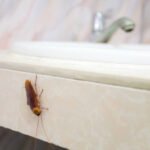 What Are the Most Common Signs of a Hidden Pest Infestation?