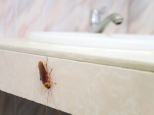 What Are the Most Common Signs of a Hidden Pest Infestation?