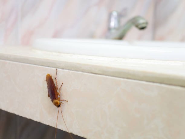 What Are the Most Common Signs of a Hidden Pest Infestation?